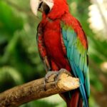 What to Know About Amazon Parrots