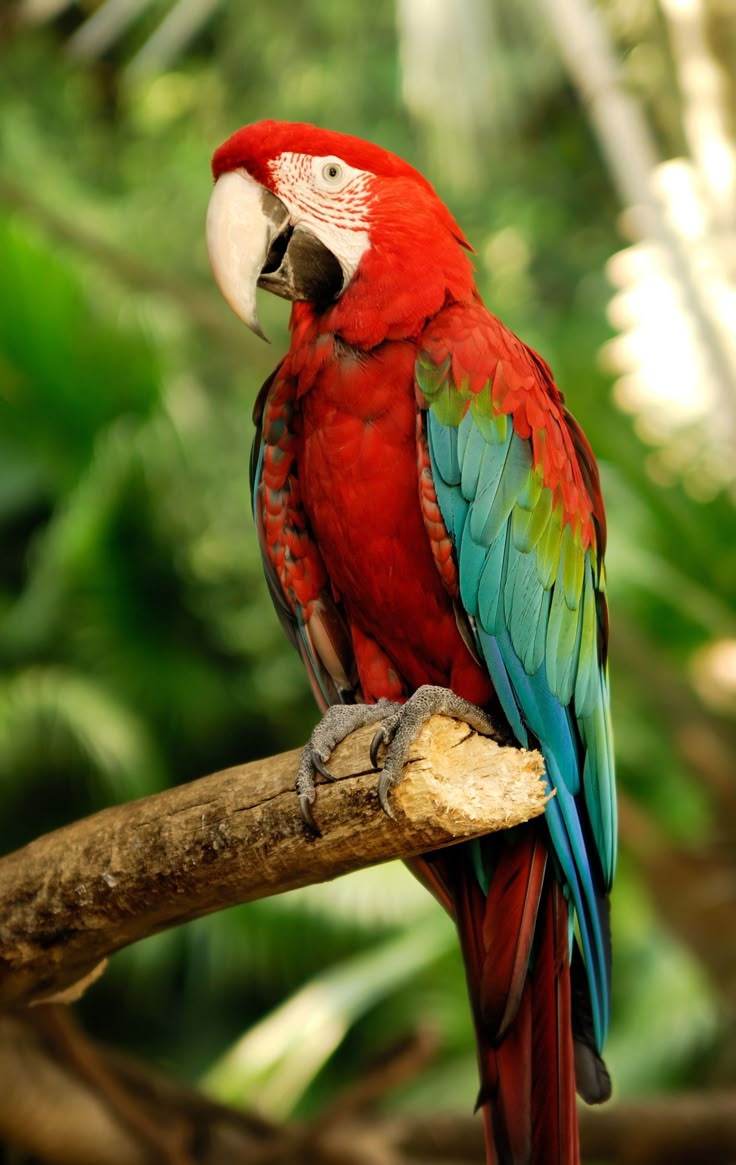 What to Know About Amazon Parrots