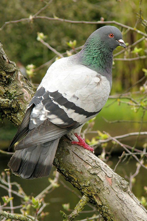 Eurasian Collared Dove: Bird Count Documents Rapid Spread