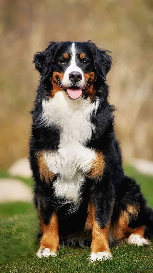 The Top 10 Most Popular Dogs By Category