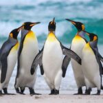 Best Time to See Penguins in Antarctica
