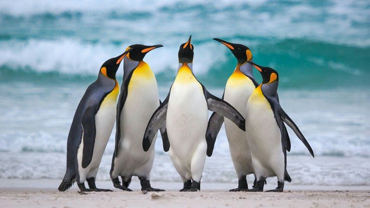 Best Time to See Penguins in Antarctica